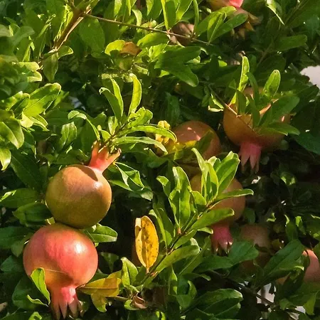 Terra Mare Agios Dimitrios (Kefalonia)